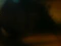 Cat Sex