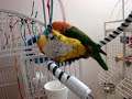 Caique After dinner workout