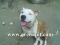 arenapit üyelerinin pitbullar? arenapit üyelerinin pitbullar?