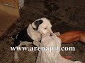 arenapit üyelerinin pitbulları