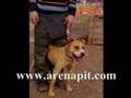 arenapit �yelerinin pitbullar�