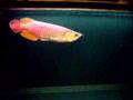 arowana