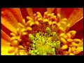 \"Our Secret Garden\" (Pictures and Video)