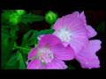 "Our Secret Garden" (Pictures and Video)