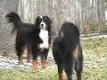 Sleet Dogs II