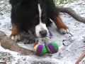 Sleet Dogs II