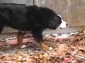 Sleet Dogs II