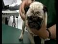 Breeding Pug dogs with breathing problems.