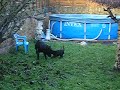 LOLA & OSCAR MORE PLAYTIME