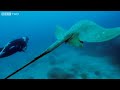 Rare Footage of Stingray - Natural World: Andrea Queen of Mantas - Preview - BBC Two