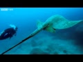 Rare Footage of Stingray - Natural World: Andrea Queen of Mantas - Preview - BBC Two