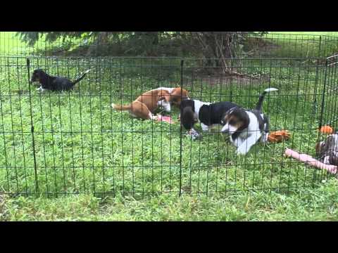 Bettys pup playing in the yard.