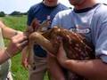 Crying buck fawn