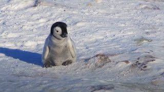 Baby Penguin Tries To Make Friends  Snow Chick: A 