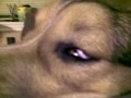 Butterball and his Rapid Eye Movement