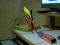 Pecardy parakeet tricks