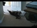 Tia roaching