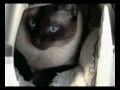 Cat Boarding House Hebrew