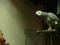 Parrot African Grey mimicry Parrot African Grey mimicry