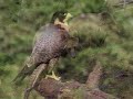 The Endangered Species Act Is Under Attack!