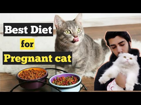 Best Food / Diet for a Pregnant Cat | How to Care For a Pregnant Cat | Diet tips for Cats