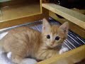dog-cat-two-love-.html