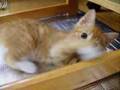 cat cute kitten 猫 ねこ ネコ ぬこ かわいい