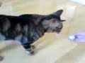 ボール猫動画