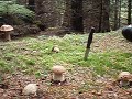 harvesting wild porcini mushrooms BC Canada