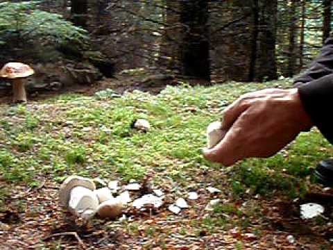 how to harvest wild mushrooms