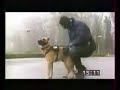 Perro Policia