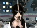 Trevor the Dog Trevor the Dog