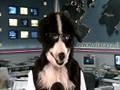 videos de Trevor the Dog