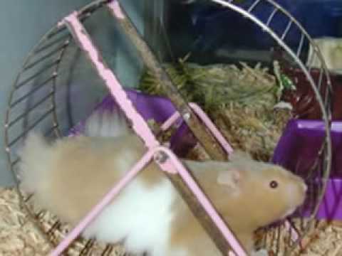 how to treat wet tail in hamsters