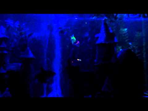 petsmart glofish tetra