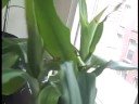 Maron v Seder: Marc and his Plant Part 2