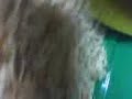 Einsteinm o hamster I