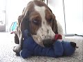 Santa paws Santa paws