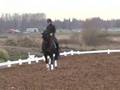Freestyle Premium Stallion sire Florestan I