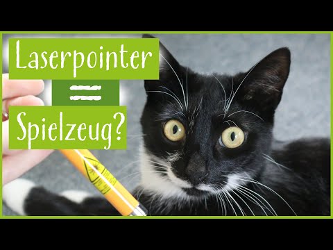 Katzen und Laserpointer: Pro und Contra