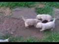 FILHOTES DE LABRADOR 3