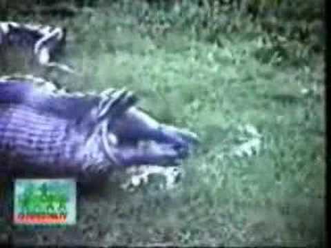 Serpiente devuelve a hipopótamo de su estomago - Imagenes fuertes