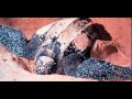Sea turtles Sea turtles