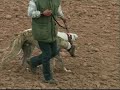 VideoSabino - 14 - Nv. - 2010 - GALGOS CASTILLA LEON