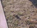 two liserds humping eachother
