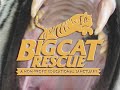 Hurricane preparation - Big Cat TV