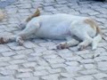 Sem-Abrigo.org - Cachorros para Adop��o - 001