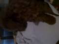Caniche video