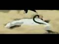 videos de Bleach amv SR-71 Goodbye