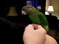 Kiwi the Prettiest Brown Headed Parrot